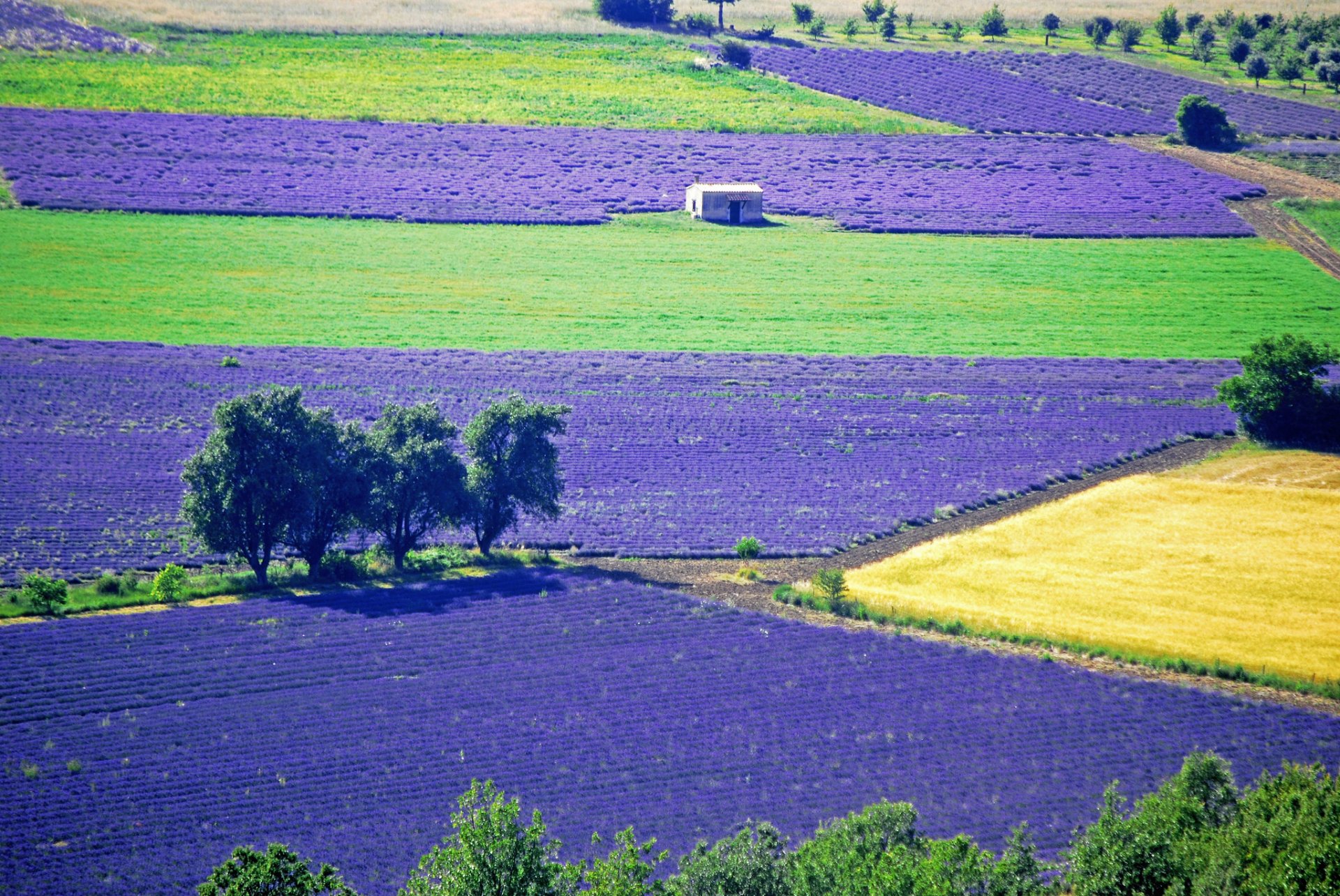 campo piantagione fiori lavanda alberi