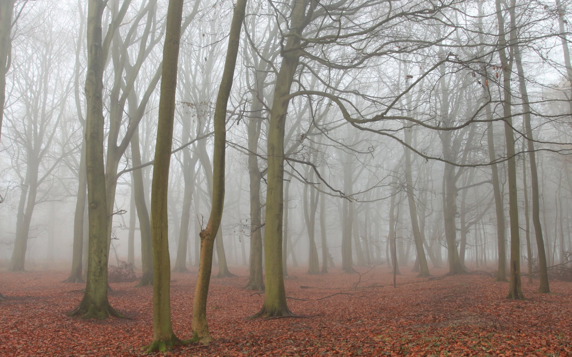 forêt automne paysage