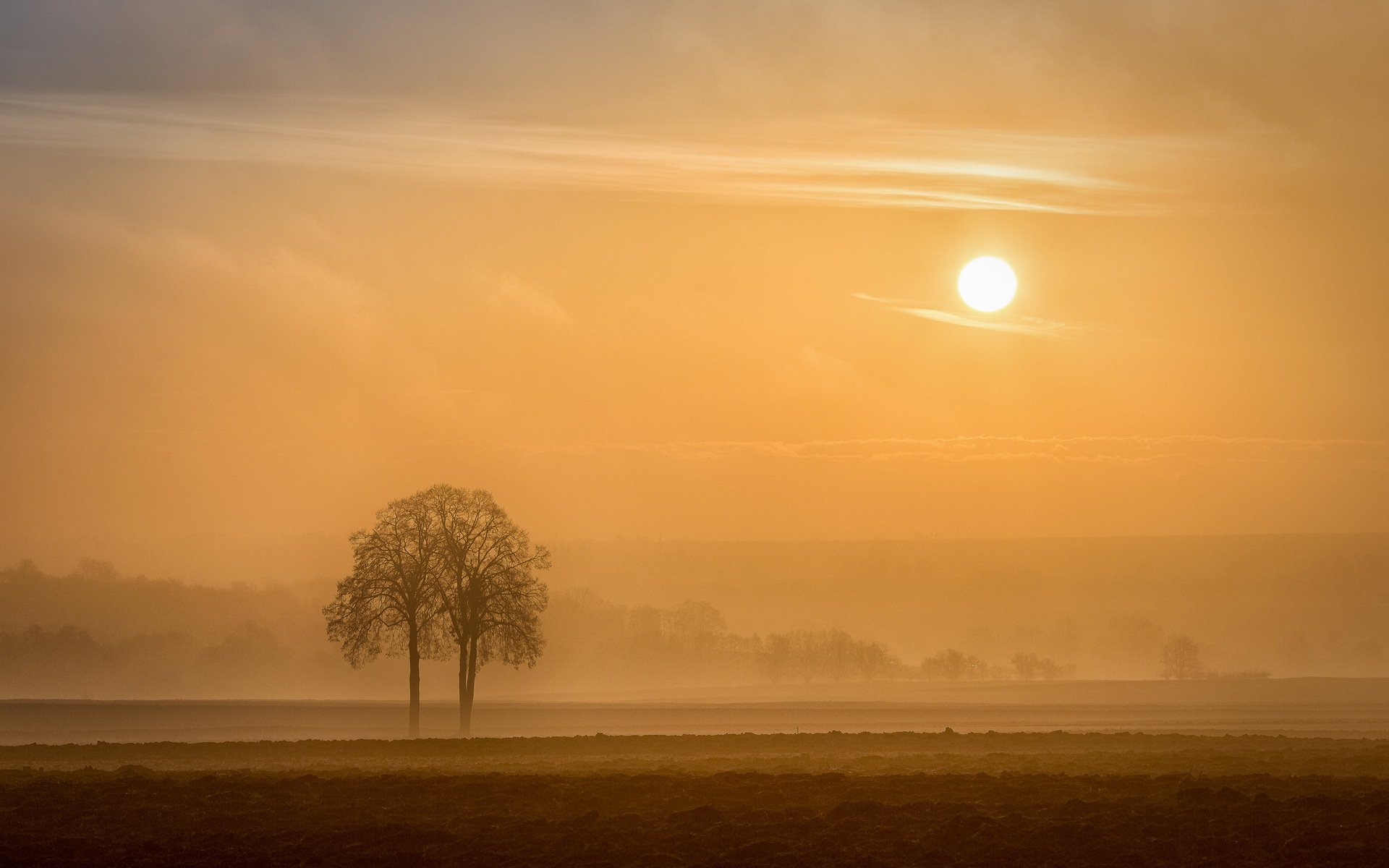 alsacia arbre région alsace francia