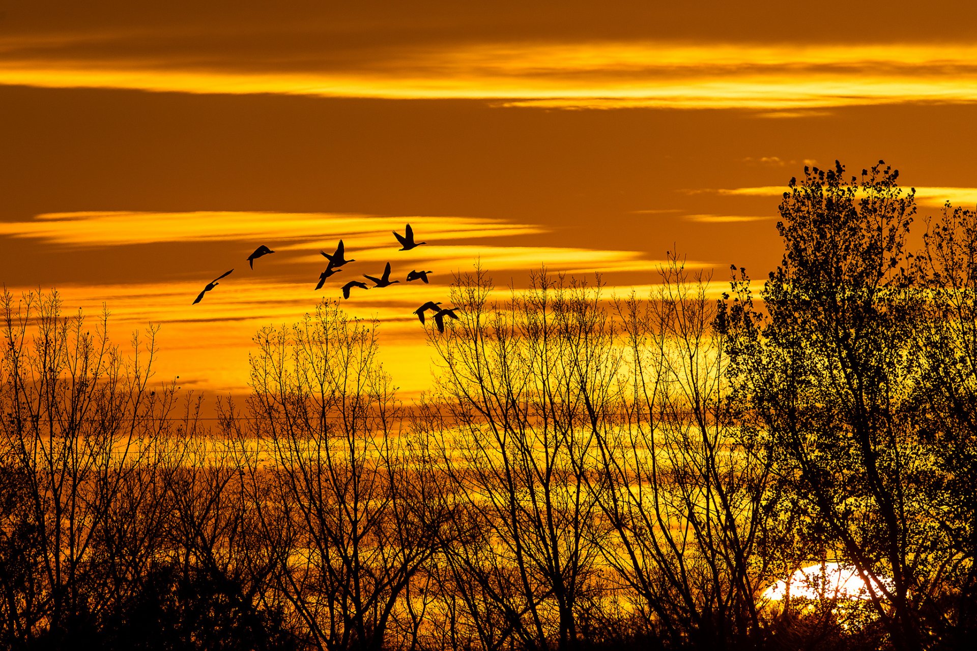 ky clouds sunset sun birds autumn tree silhouette