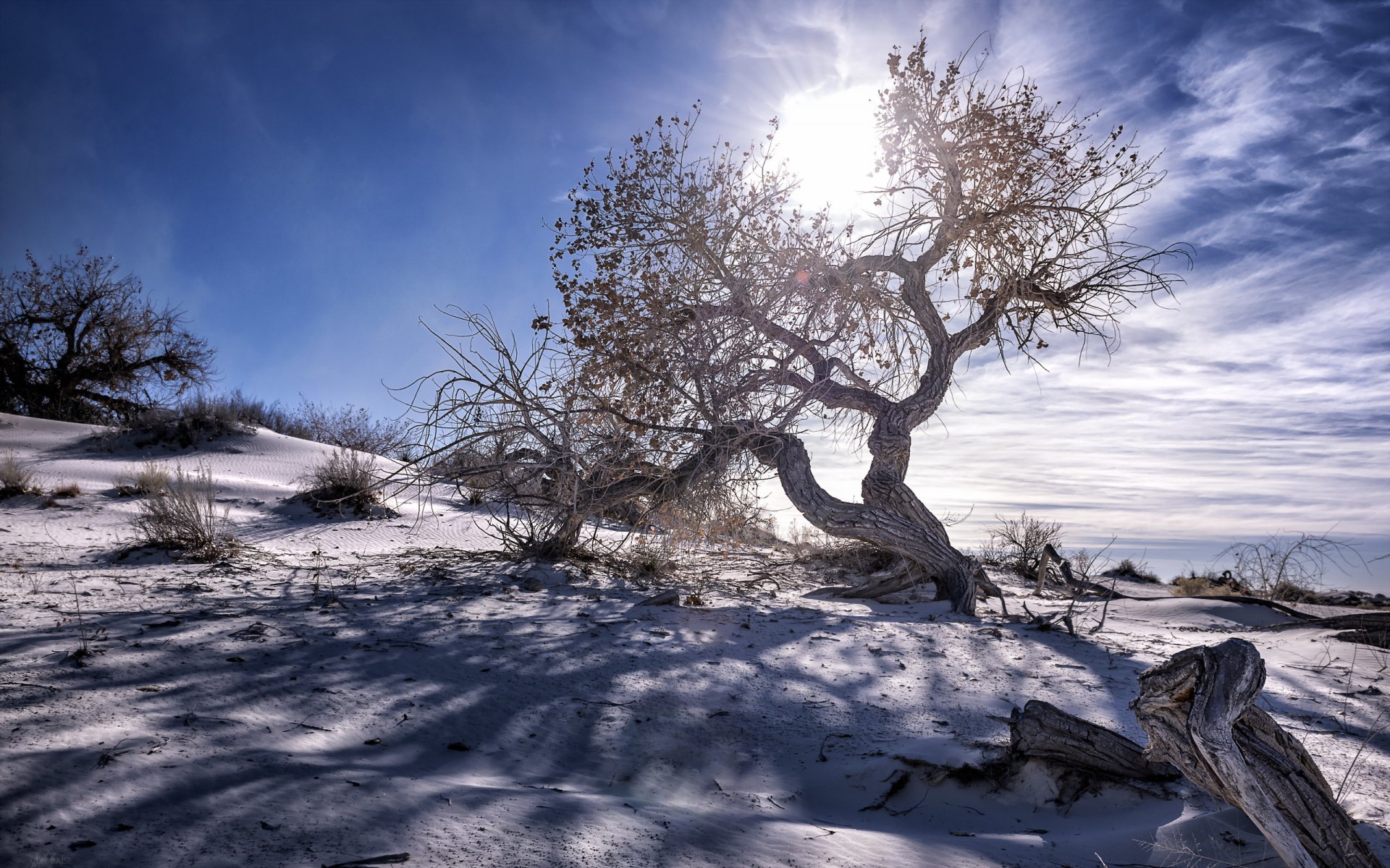 arbres ciel paysage