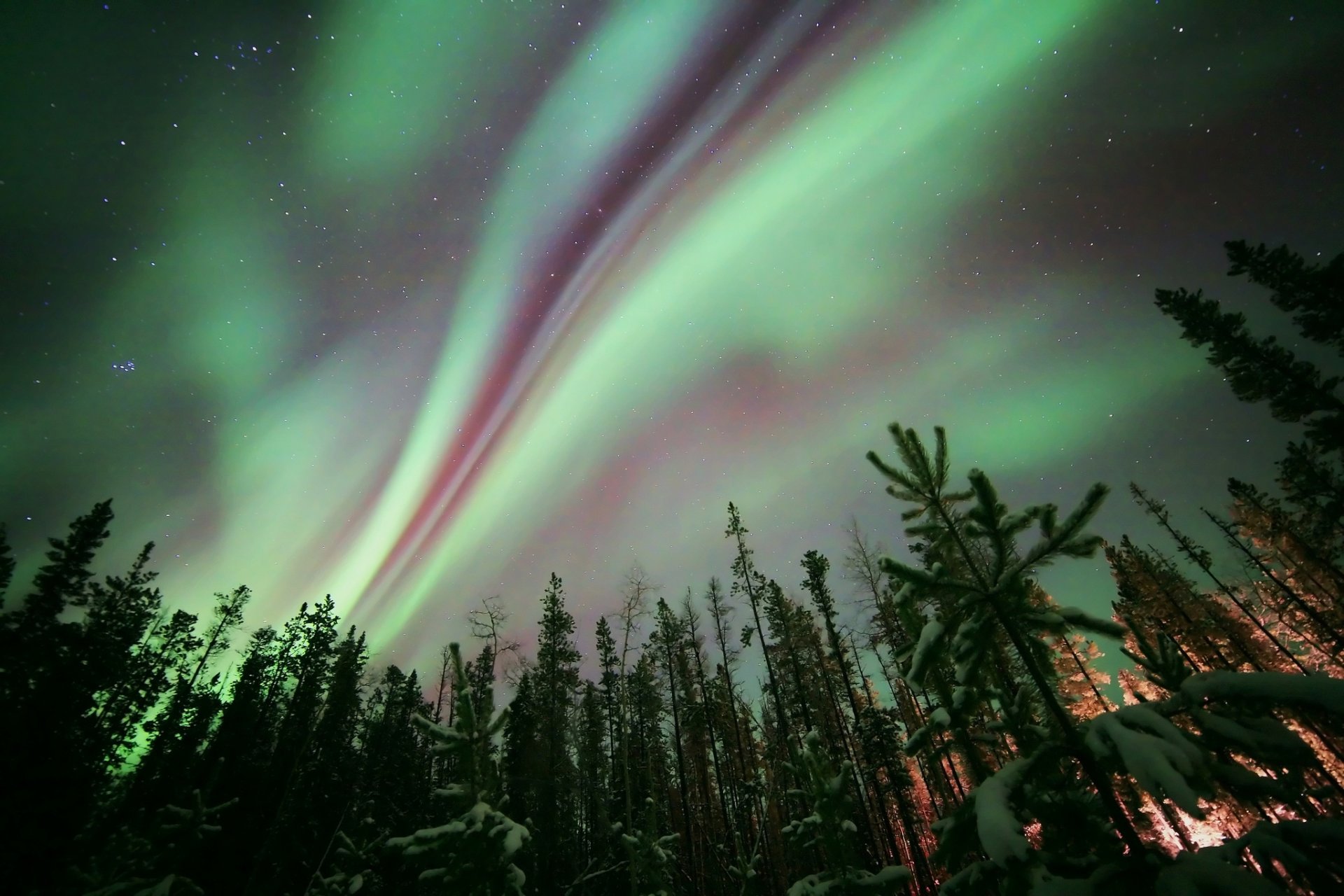 zorza polarna zorza polarna noc natura las drzewa gwiazdy