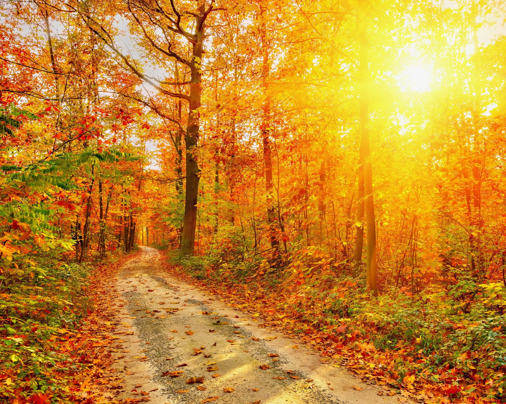 autumn forest road tree leaves light rays nature photo