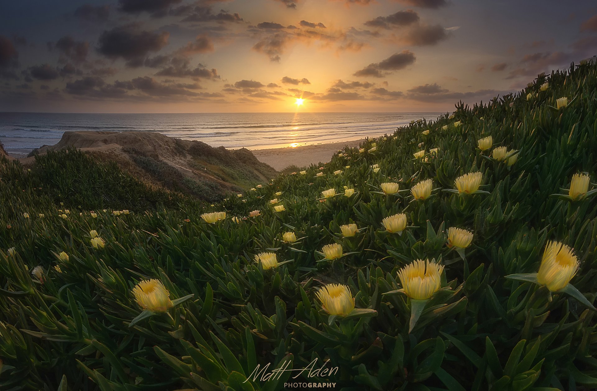 stati uniti stato california san diego pacifico spiaggia fiori primavera