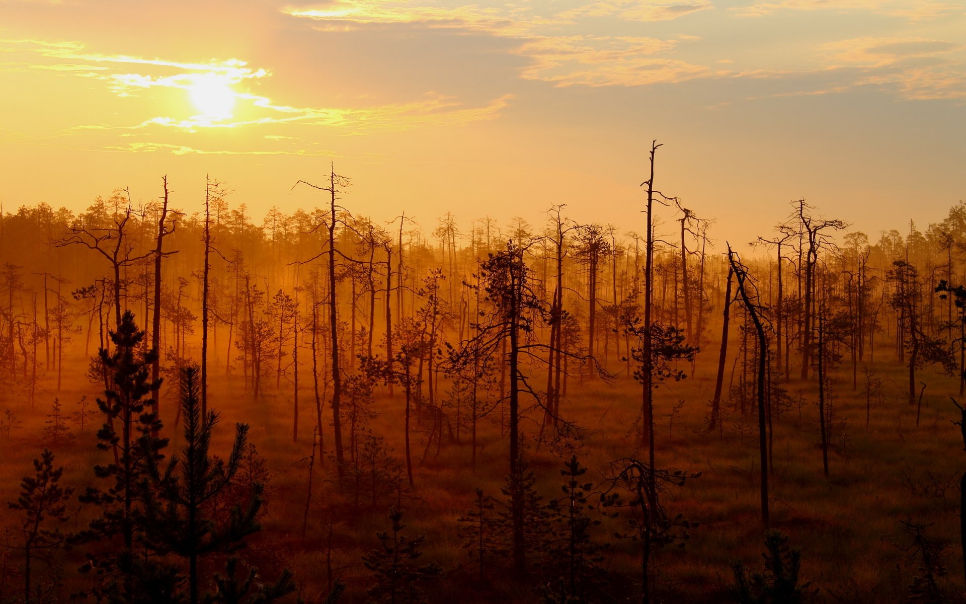 puesta de sol bosque paisaje