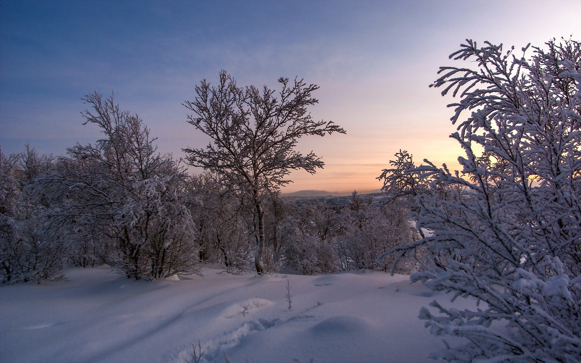 coucher de soleil arbre paysage