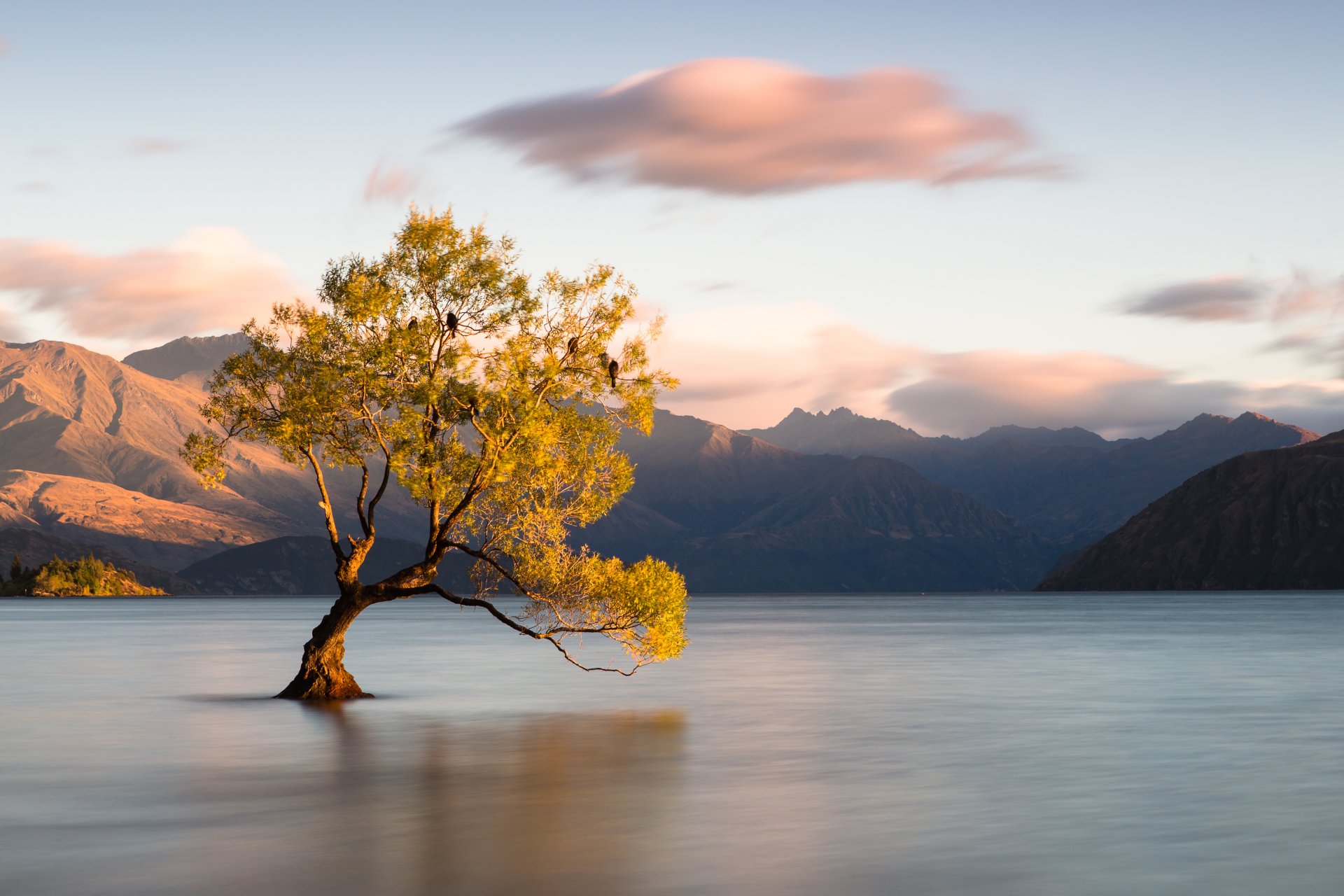 nouvelle-zélande wanaka otago arbre lac montagnes oiseaux nuages