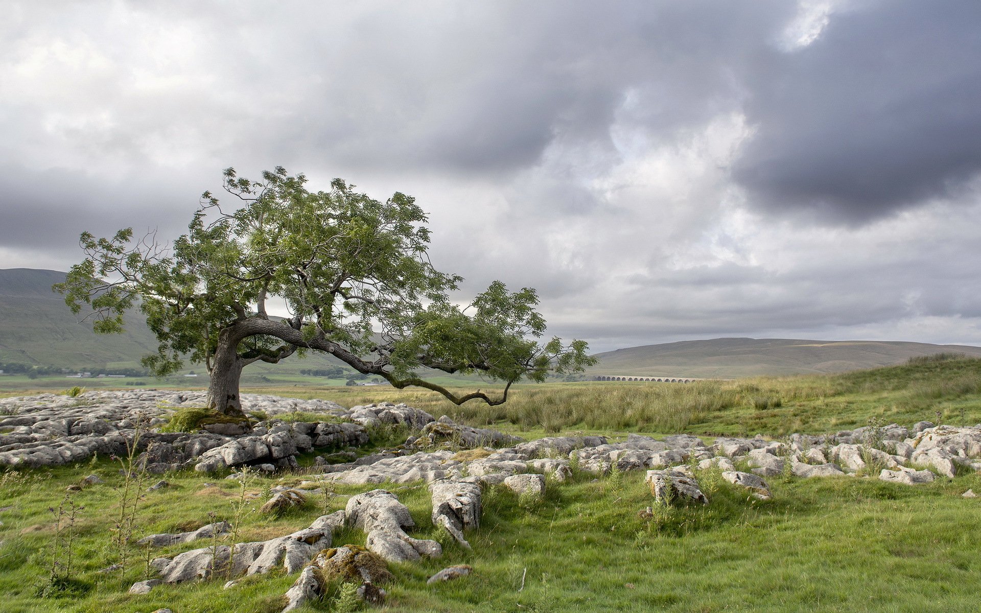 campo albero pietre paesaggio