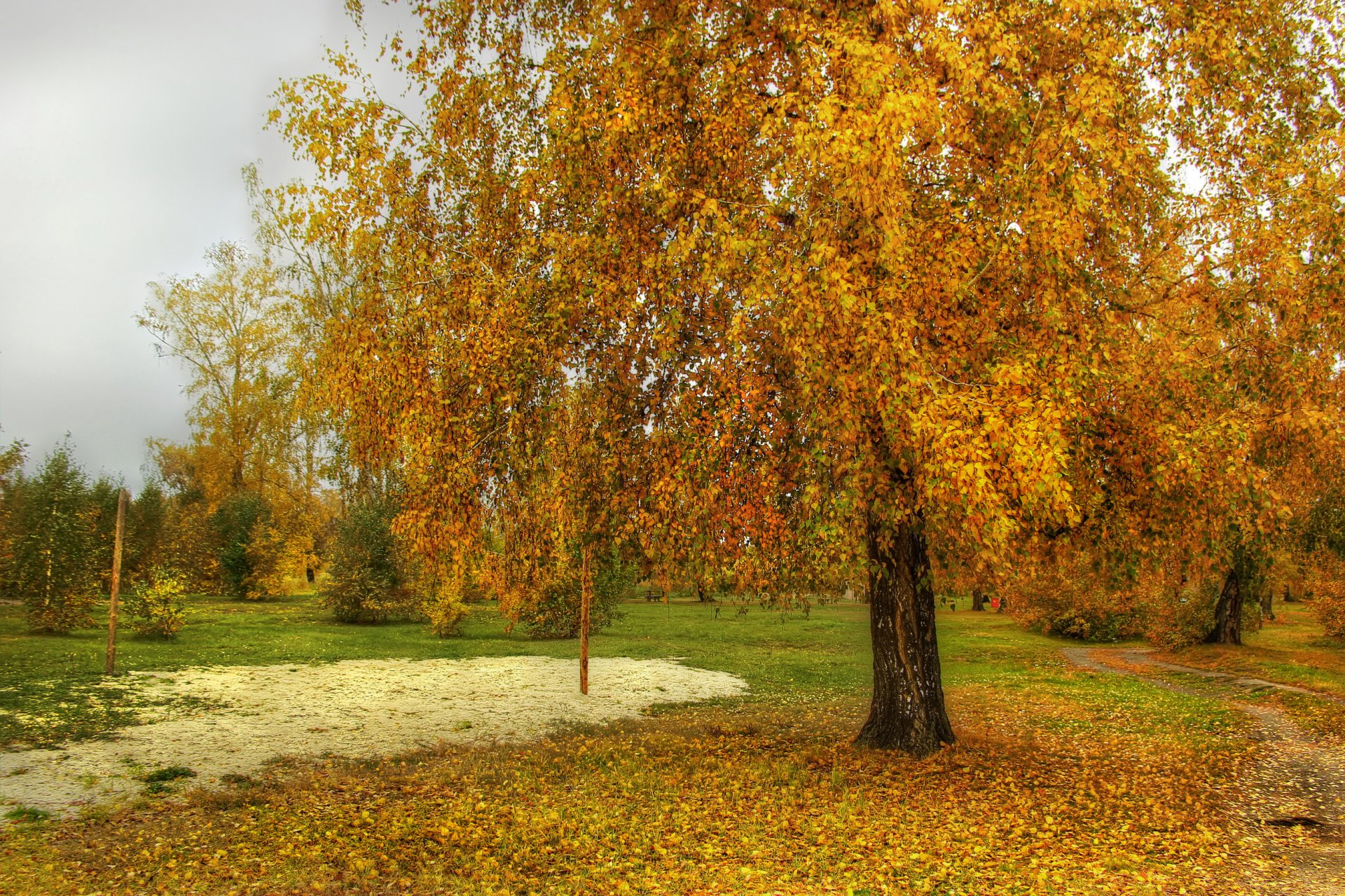 automne arbres feuilles nature photo