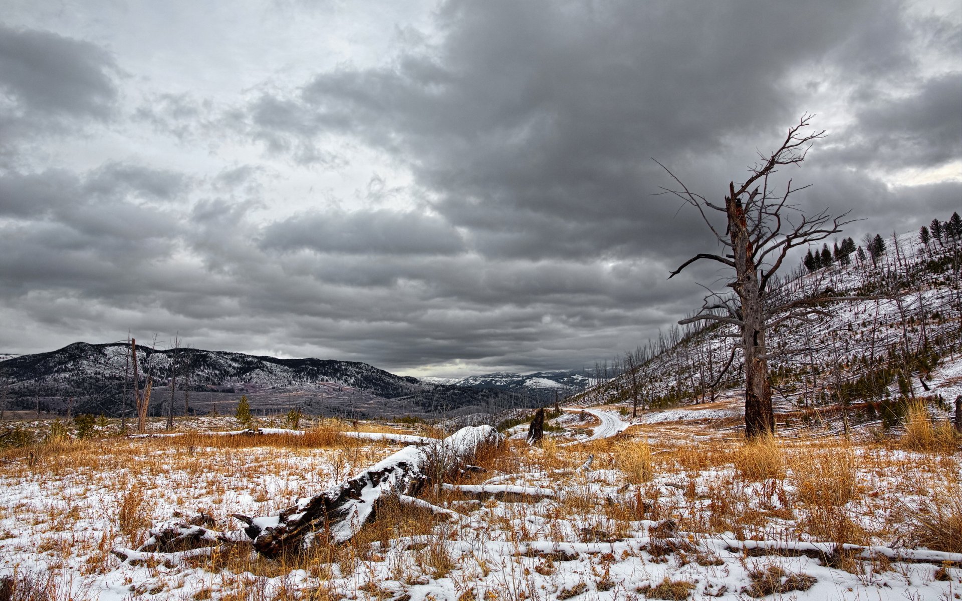 champ montagne arbre paysage