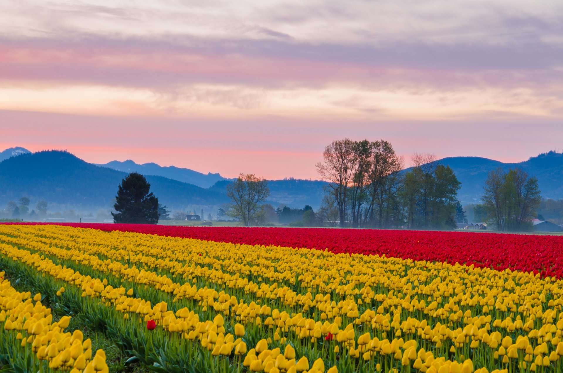 ciel montagnes brume champ plantation tulipes