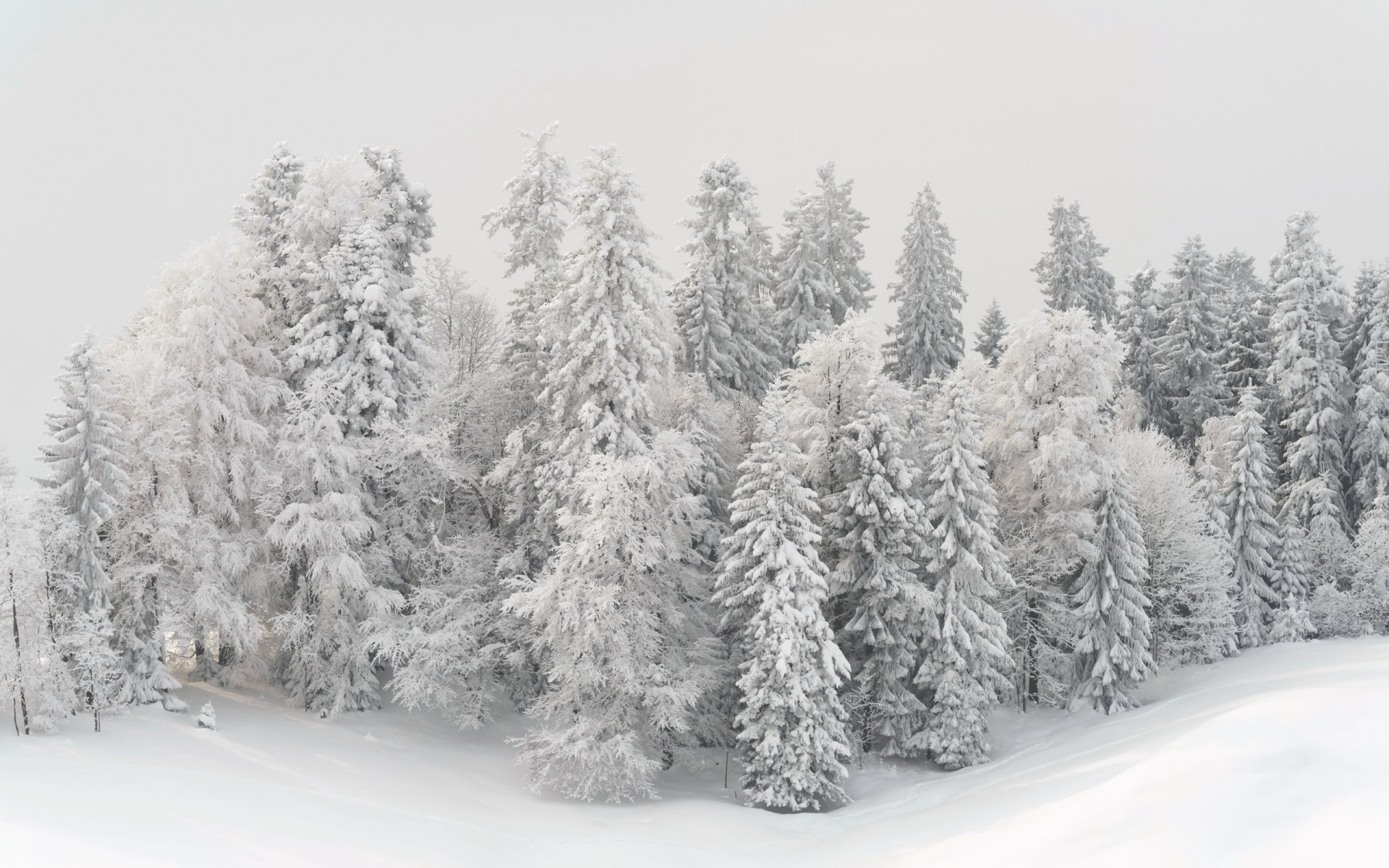 invierno árboles nieve paisaje