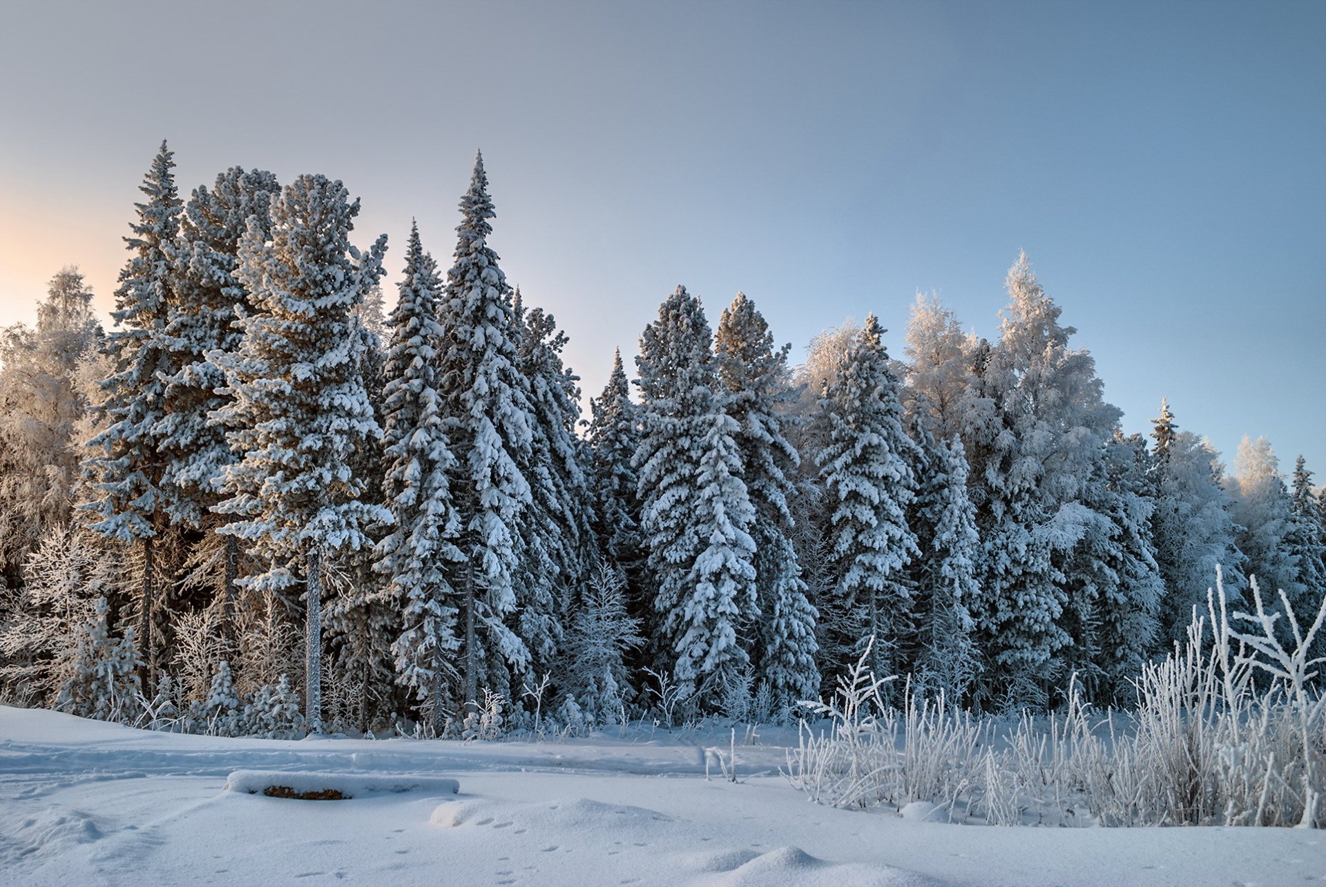 лес снег зима