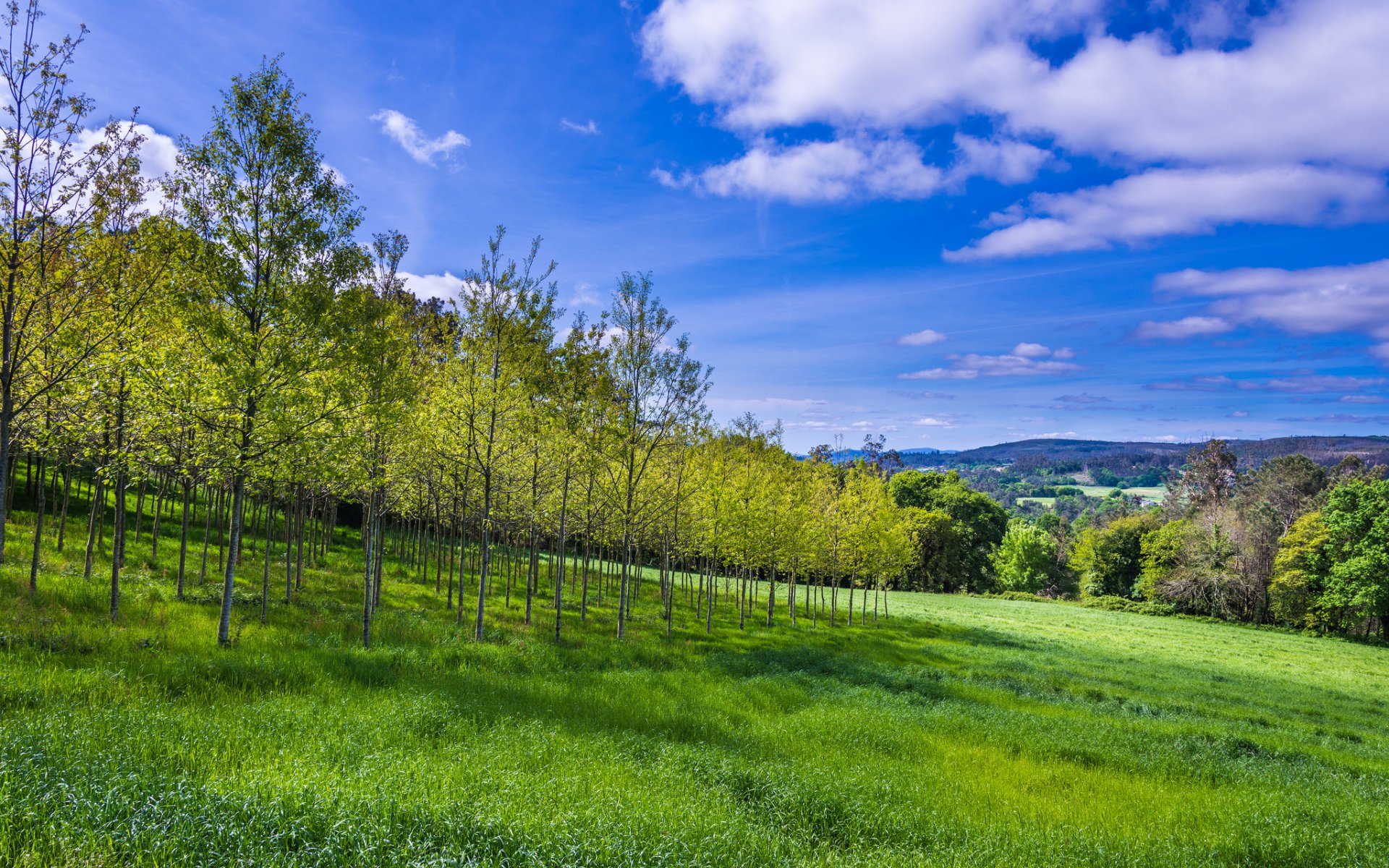 cielo nuvole montagne pendio alberi erba autunno