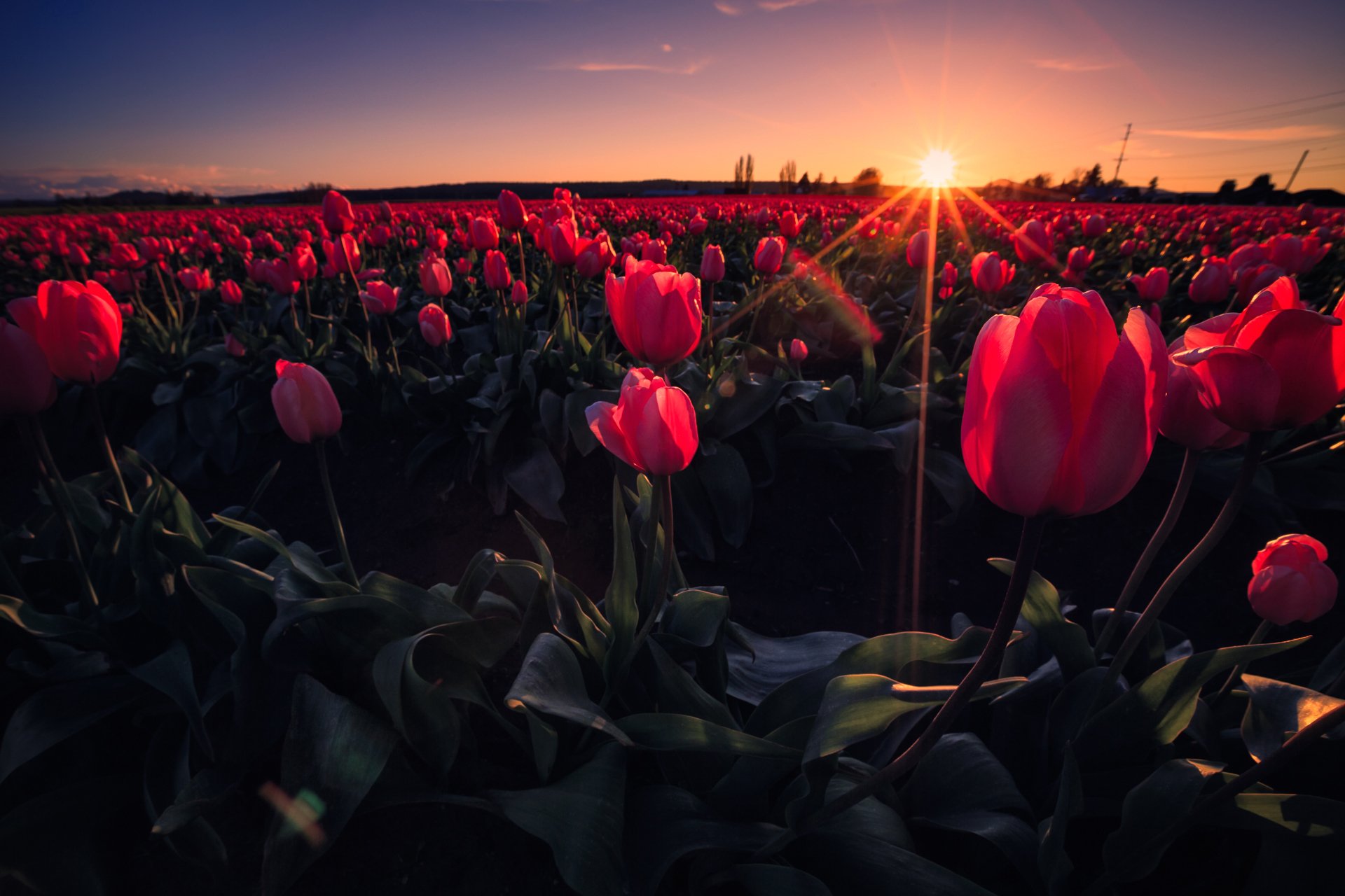 cielo puesta de sol rayos prado campo flores tulipanes