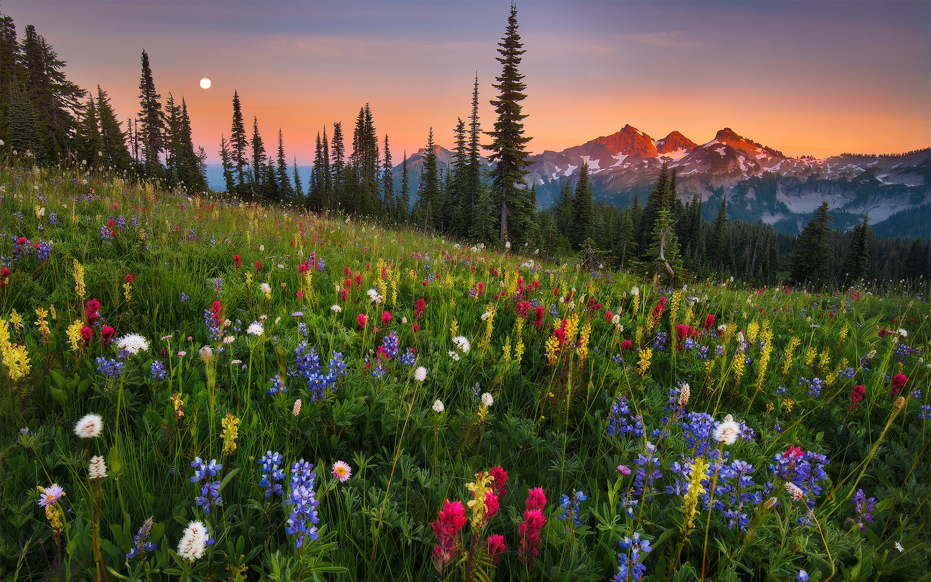 moonrise mountain flowers field