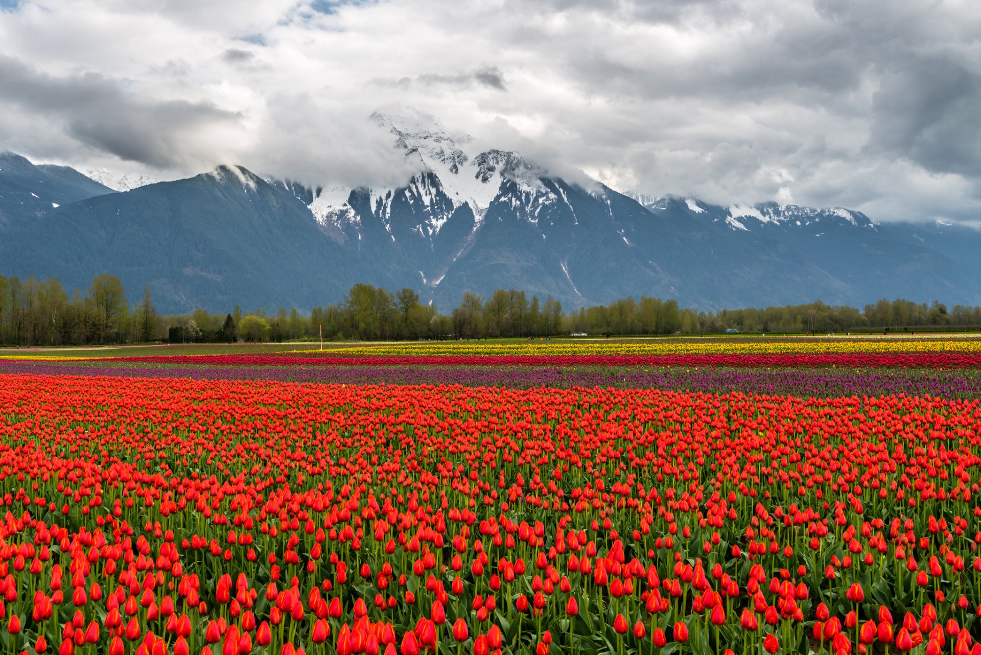 natur landschaft berge schnee wolken feld blumen tulpen