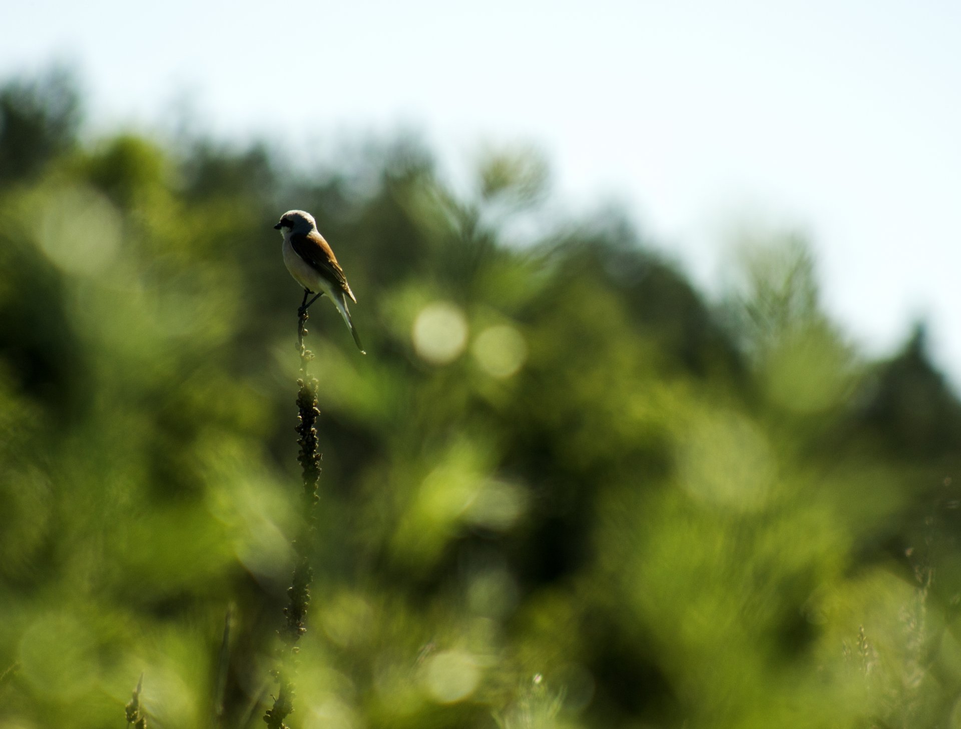 oiseau nature bokeh