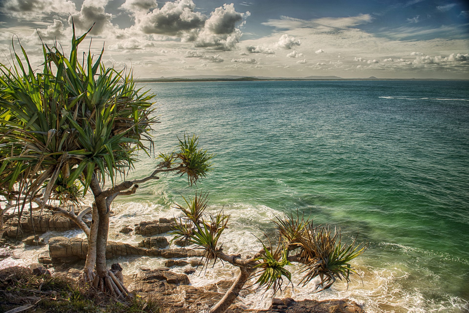 australia morze plaża palmy