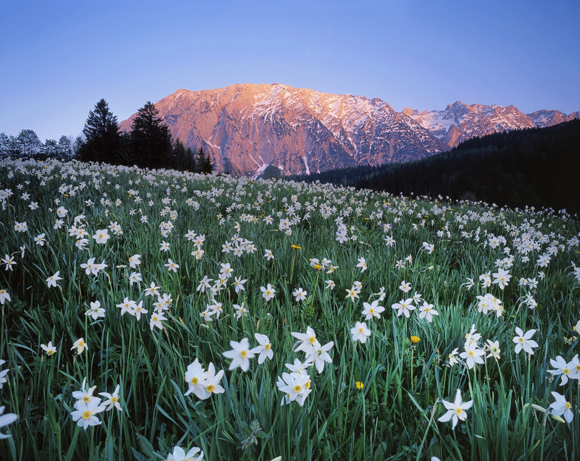 austria sky mountain tree meadow flower