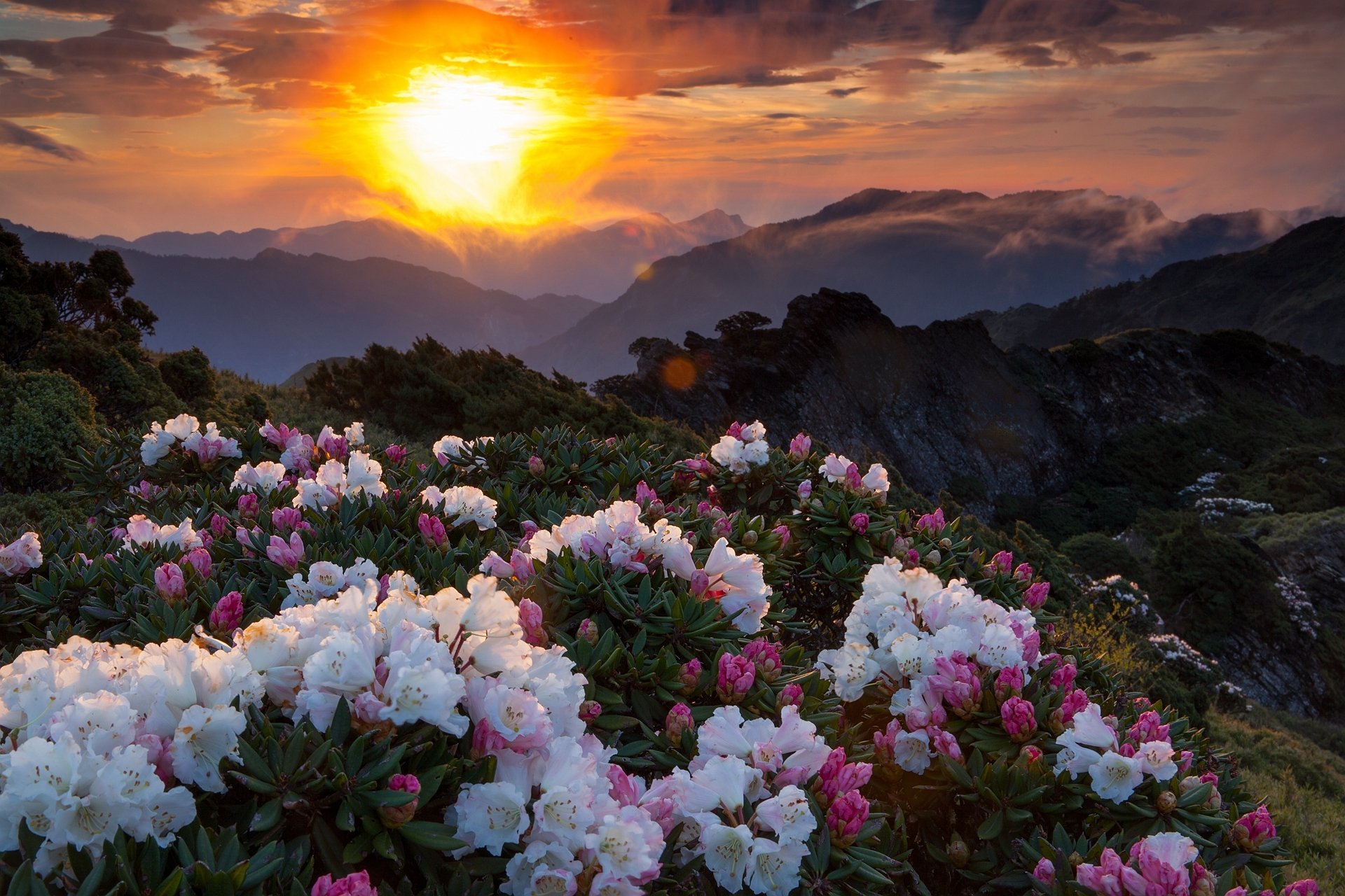 sonnenuntergang blumen berge