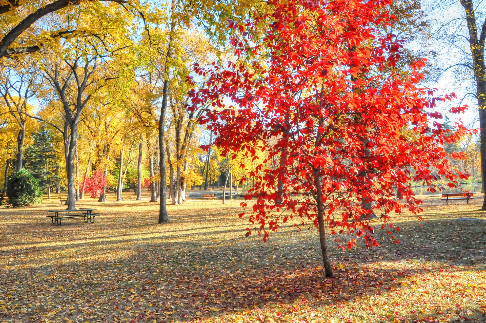 park tree grass leaves table bench autumn