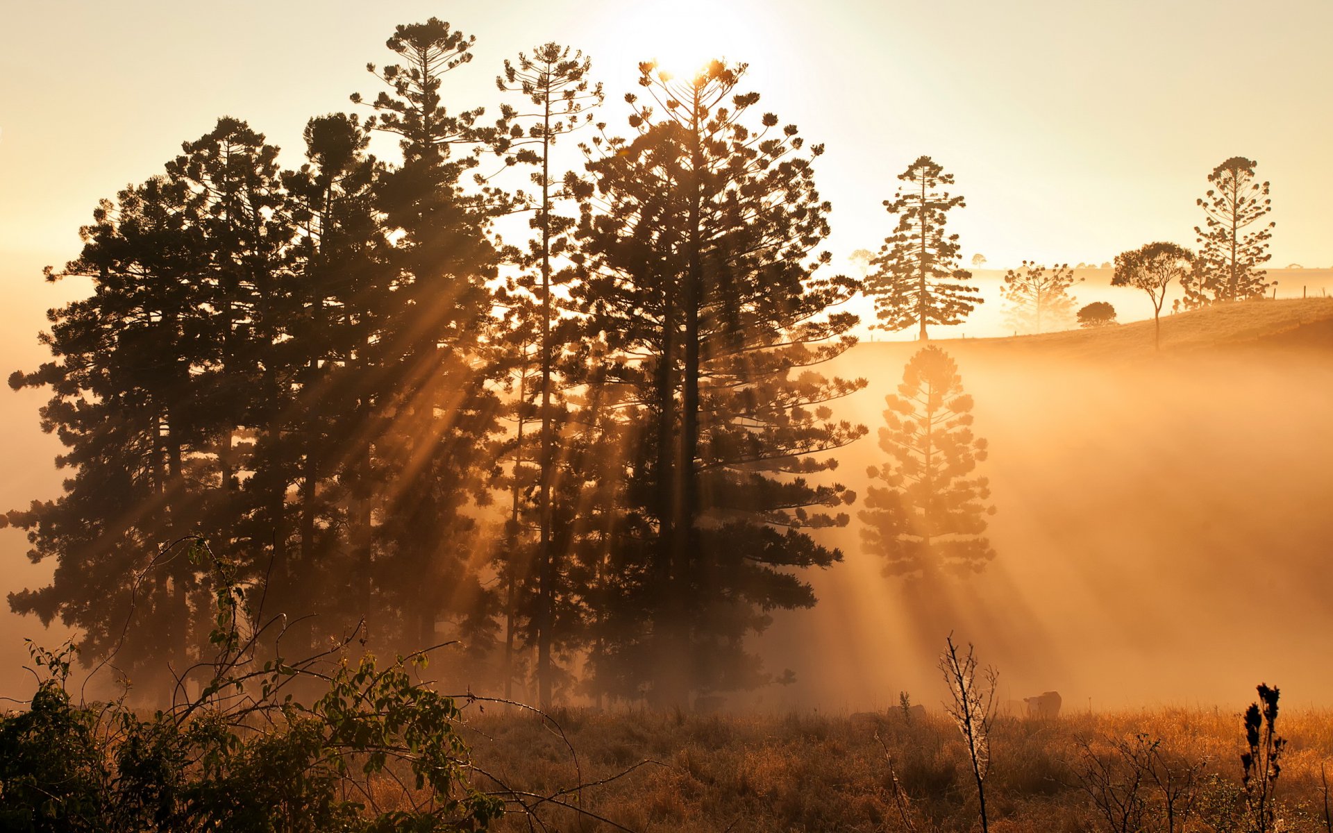 morgen natur licht