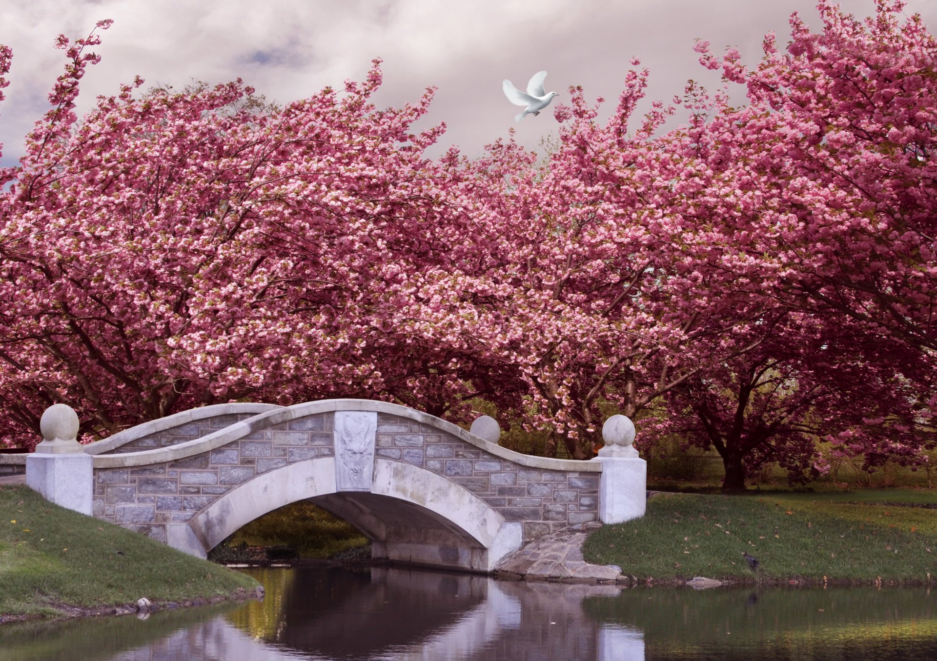 primavera parque jardín río puente árboles floración rosa flor primavera