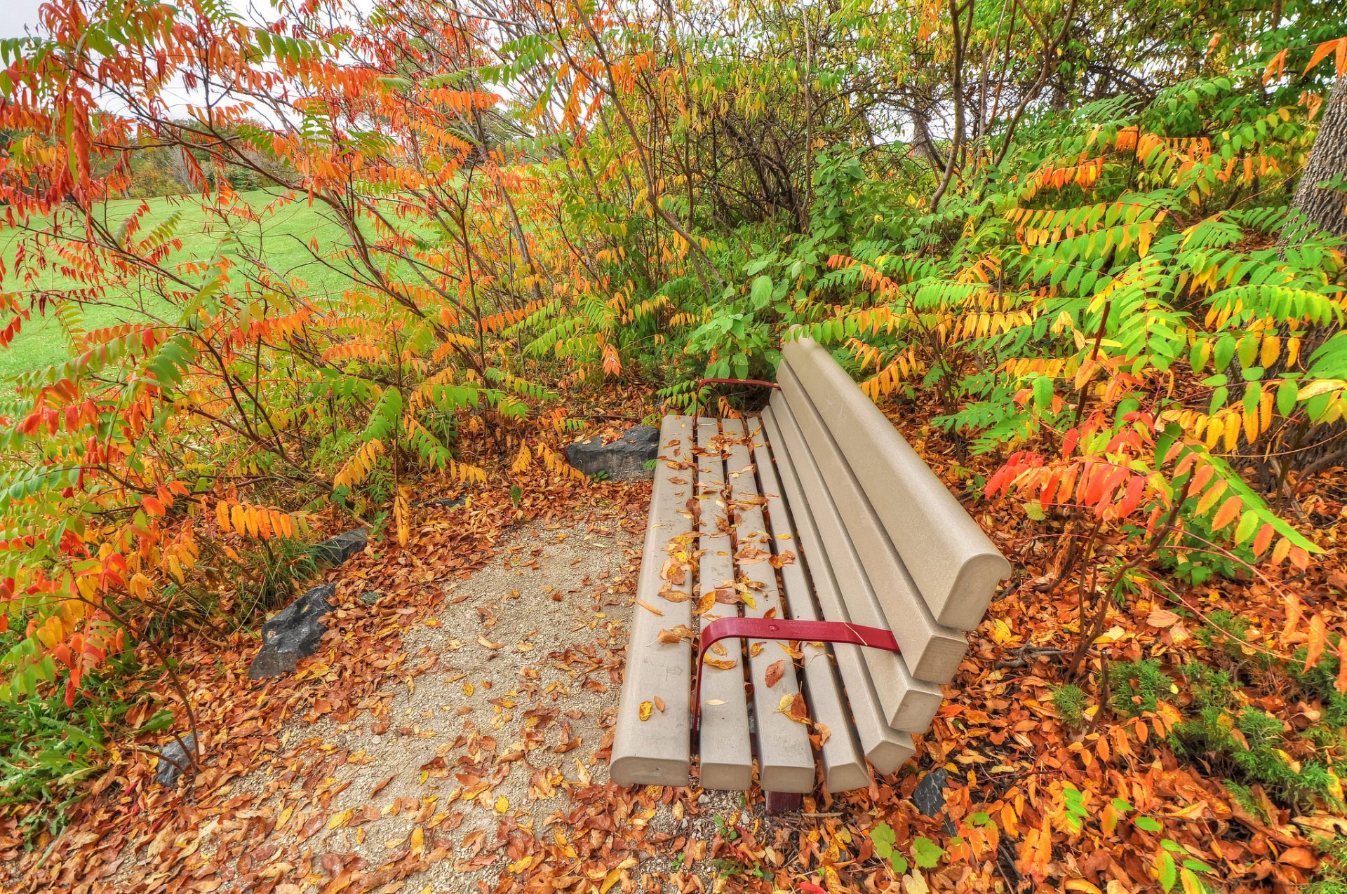 park krzewy trawa ławka liście jesień