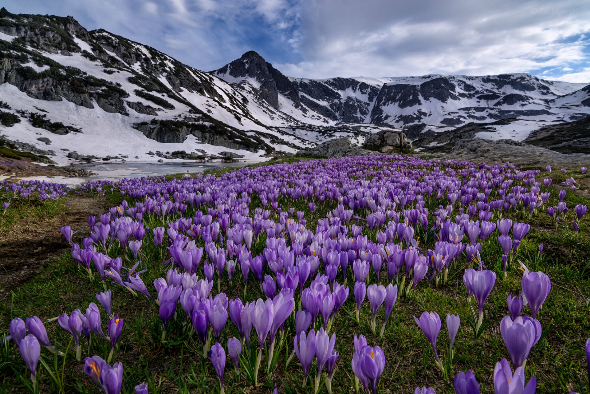 parco nazionale di rila montagne di rila bulgaria parco nazionale di rila montagne prato fiori crochi