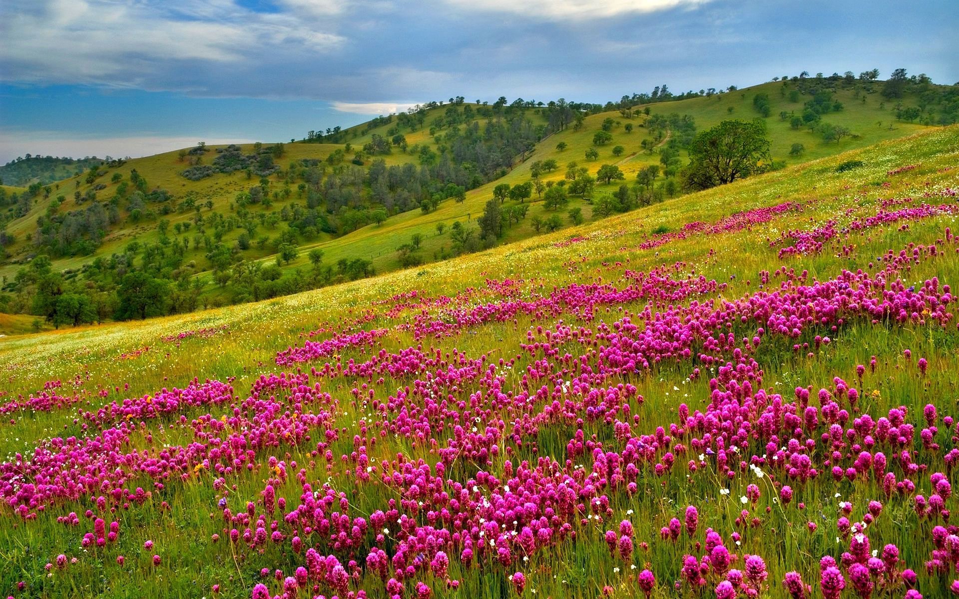 himmel berge hang gras blumen