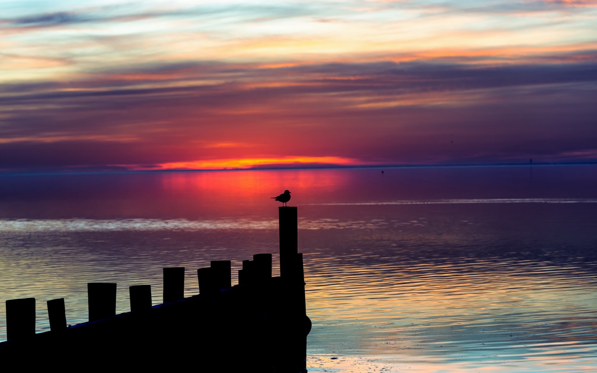 nacht himmel vogel landschaft