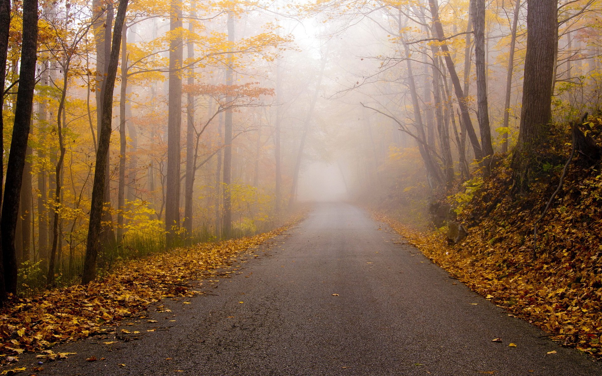 otoño carretera paisaje