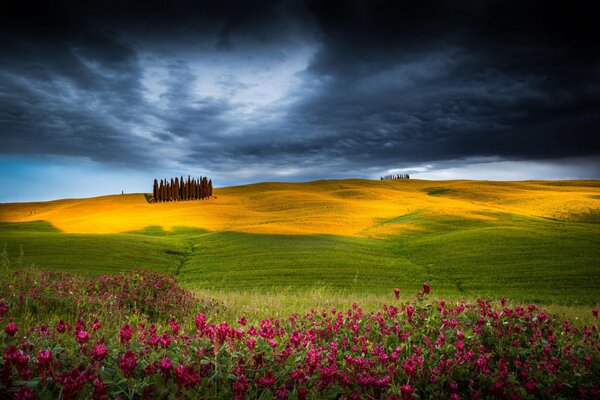 Un cielo sombrío y un campo de flores