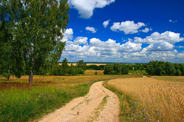 Piękny letni krajobraz wiejskiej drogi w polu