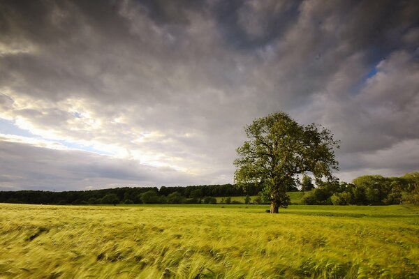 Clouds filled the sky over a field with a lone tree