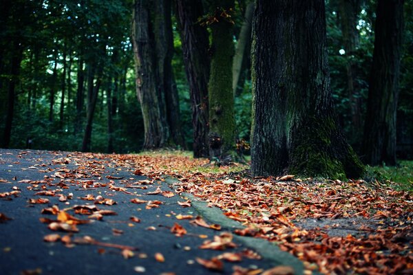 Forêt dorée avec des feuilles parsemées