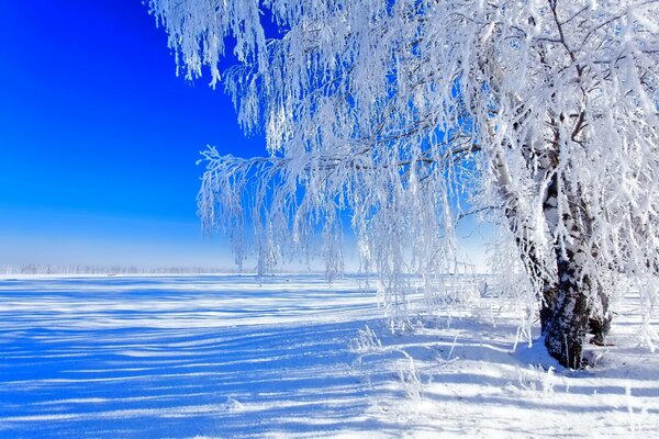 Invierno abedul bajo la nieve llano cielo sol naturaleza paisaje