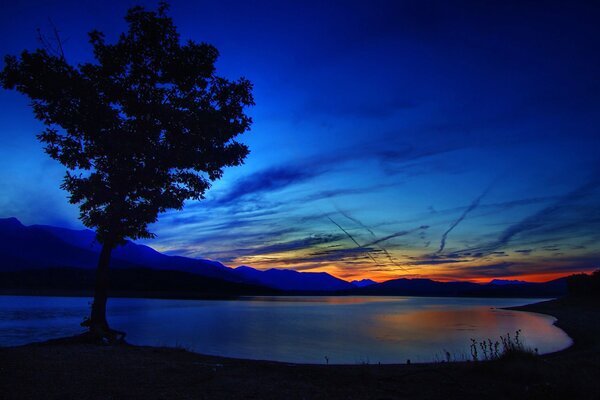 A tree by the lake at sunset