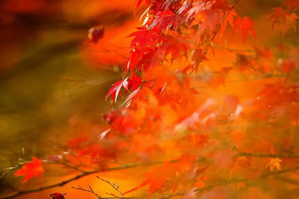 Feuilles rouges sur une branche sur un fond flou