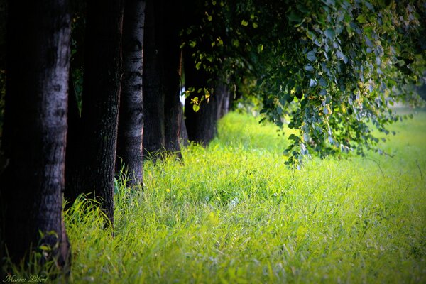 Erba verde lungo il vicolo degli alberi