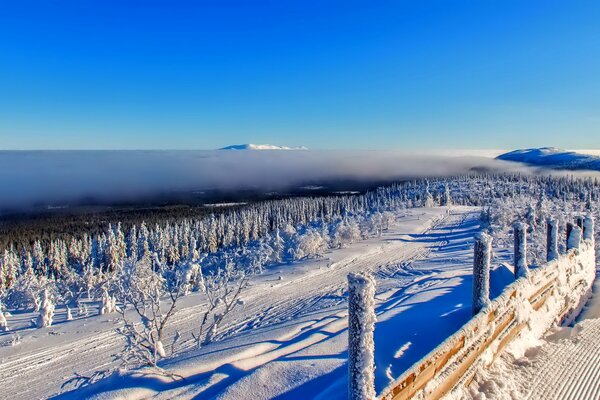 Gelo, racconto d inverno, alberi nella neve