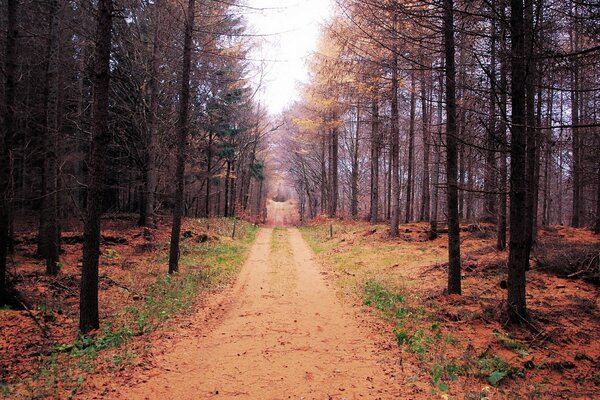 Paisaje otoñal del bosque que se duerme antes del invierno