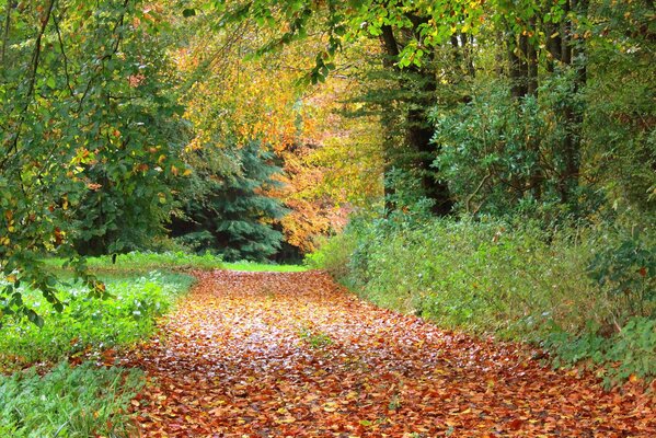 Herbstspur mit Laub bestreut