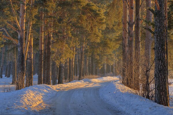 El camino de invierno pasa entre los árboles