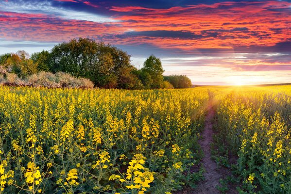 Natur Landschaft Blumen Sonnenuntergang