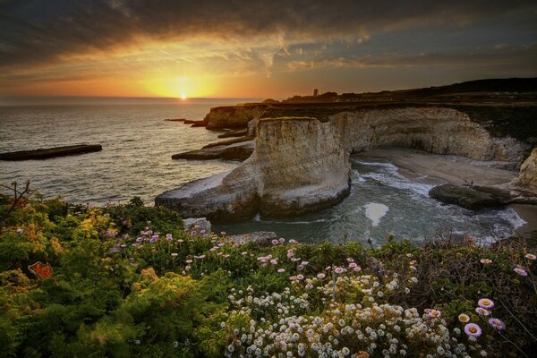 Flowers on the rocks by the ocean in the USA