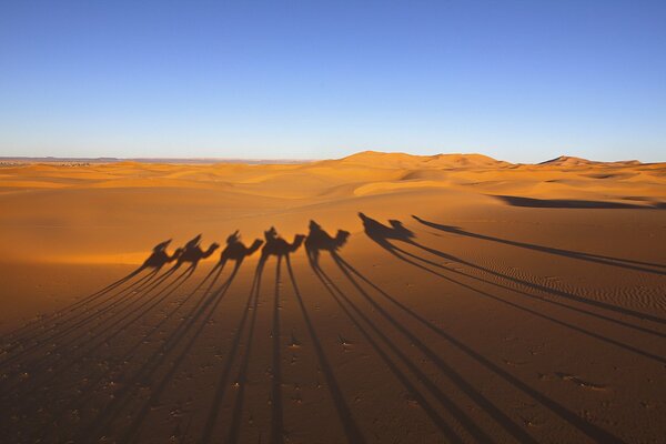 Ombres d une caravane de chameaux dans le désert