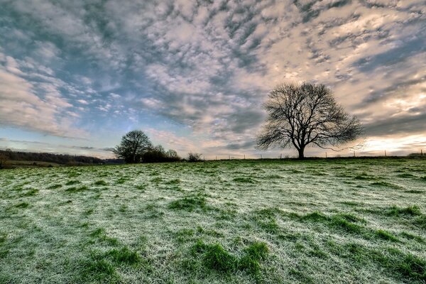 Landscape a lonely tree in a field