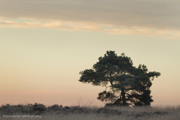 Arbre au lever du soleil